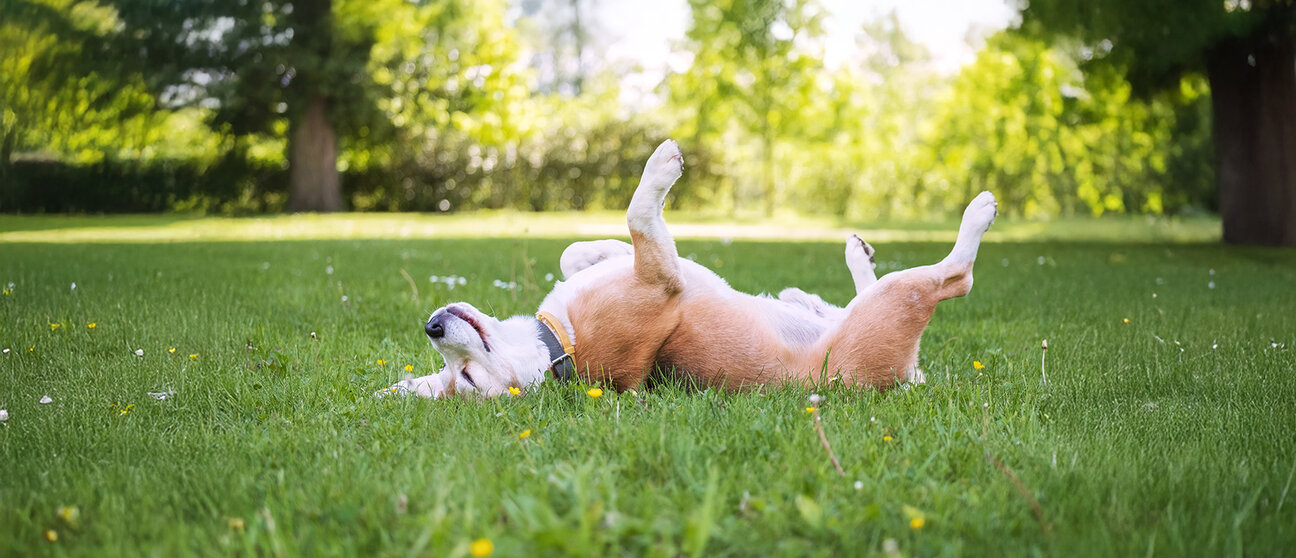 Hund liegt auf dem Rücken auf dem Rasen